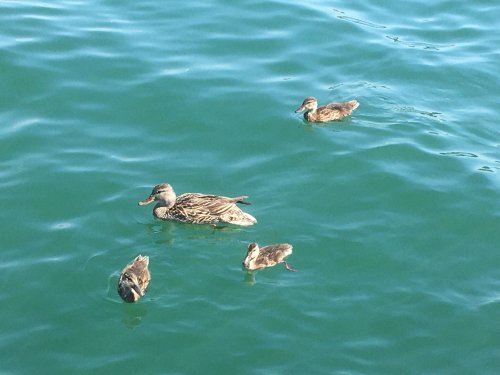 ducks